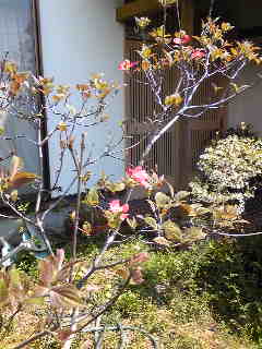 c0029913_10321598.jpg