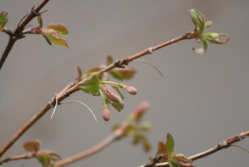 c0042418_844997.jpg