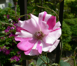 f0060424_14212335.jpg