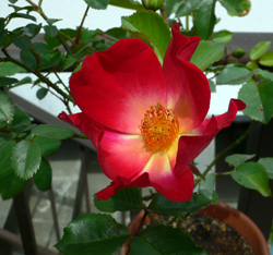 f0060424_14214060.jpg