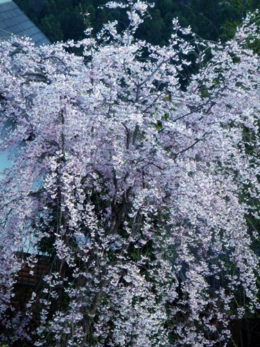 d0037233_1417124.jpg