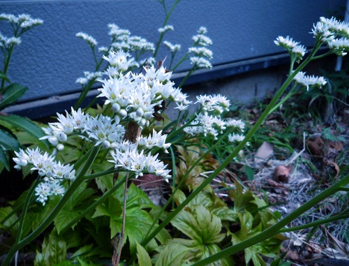 d0037233_14252838.jpg