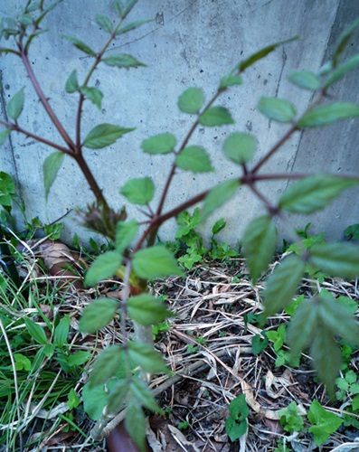 d0037233_1432329.jpg