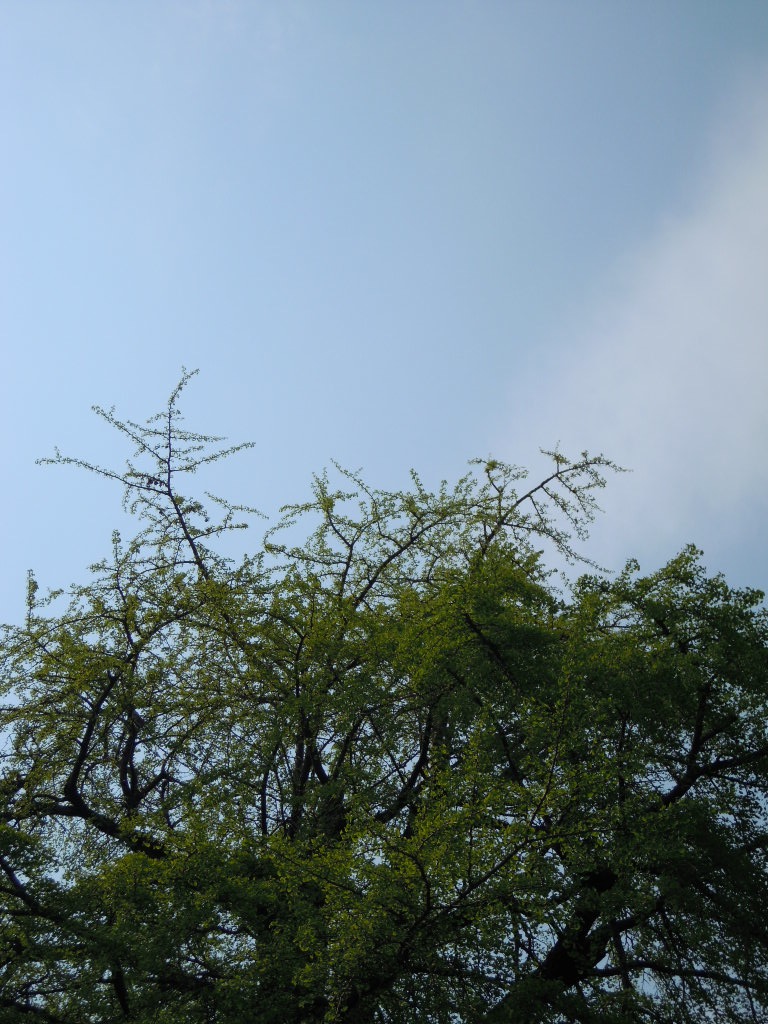 e0081334_16581277.jpg