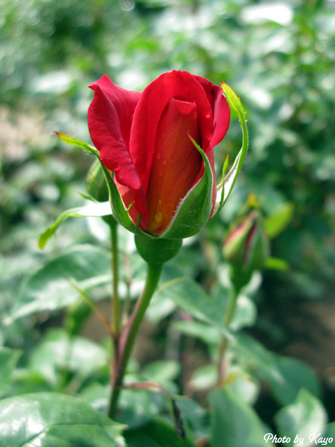 a0117440_21571560.jpg