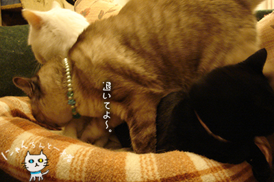 e0031853_15362797.jpg