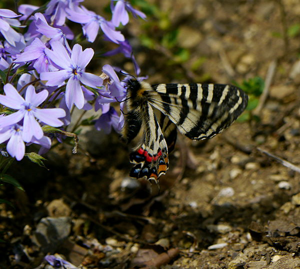 d0091754_1111428.jpg