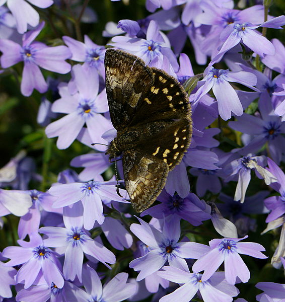 d0091754_11154897.jpg