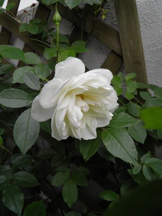 e0212354_1392688.jpg