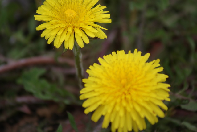 a0091666_8143662.jpg