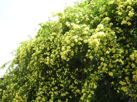 b0180968_10362098.jpg