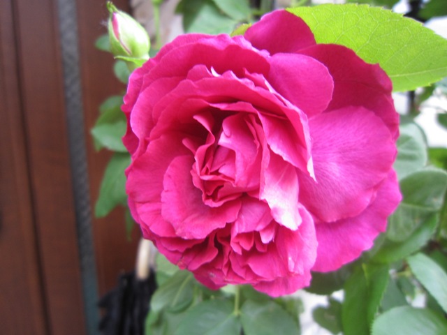 c0202870_732918.jpg