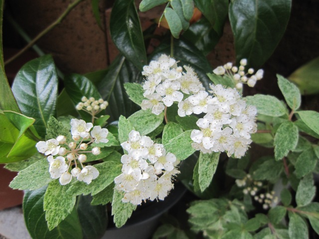 c0202870_7331283.jpg