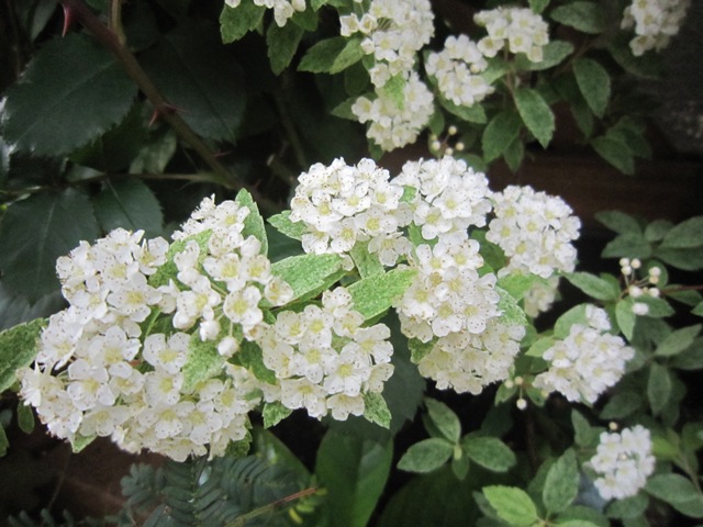 c0202870_7331943.jpg