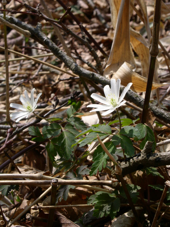 e0118274_2273039.jpg