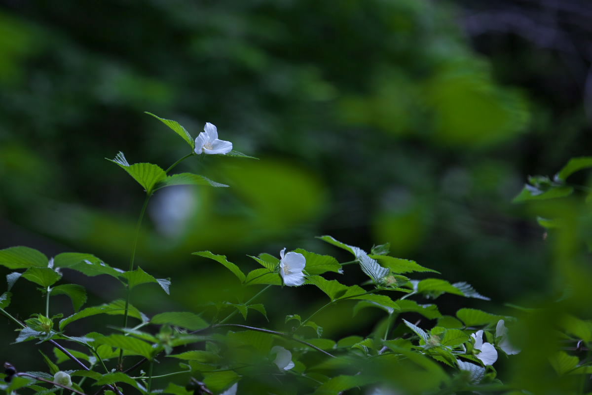 a0083081_16513951.jpg
