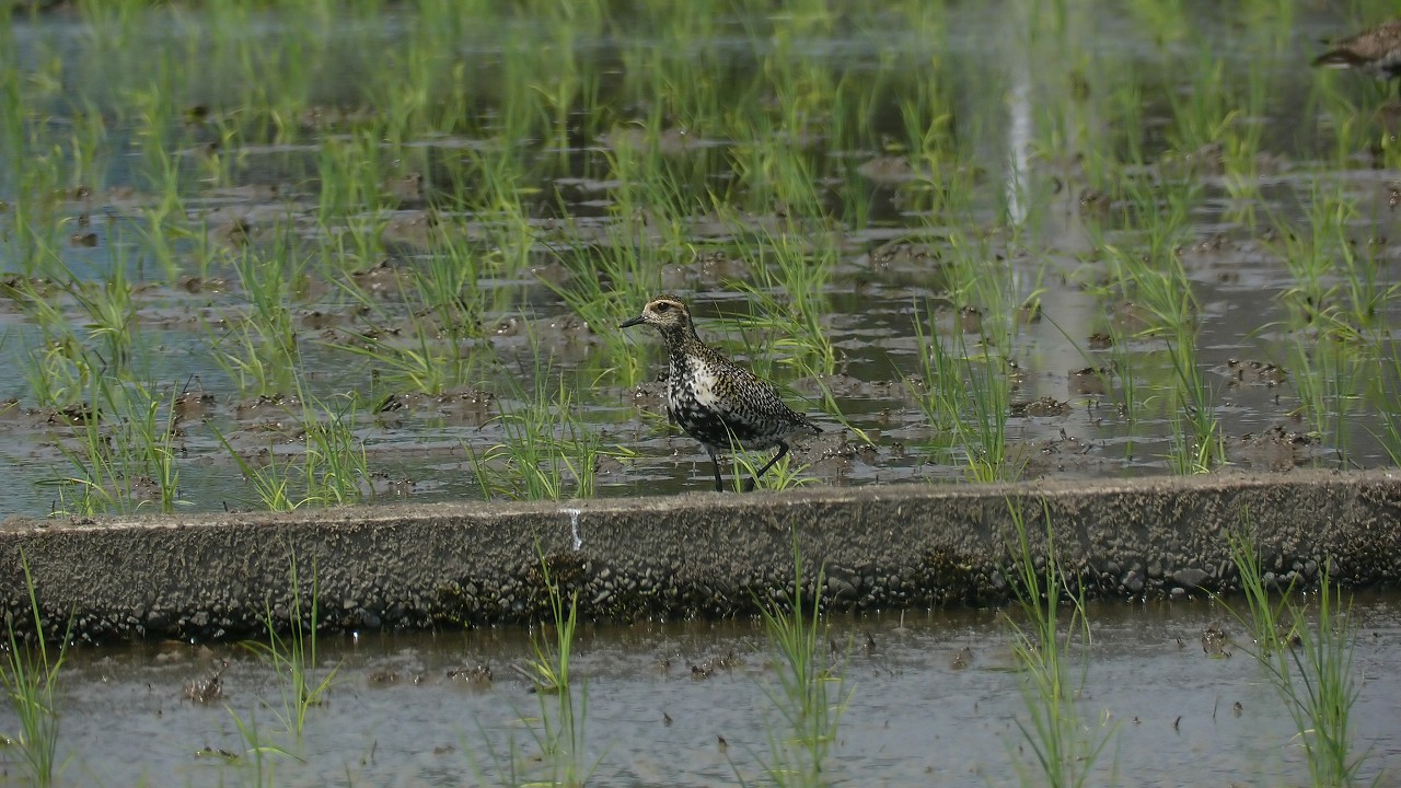 a0185081_1684330.jpg