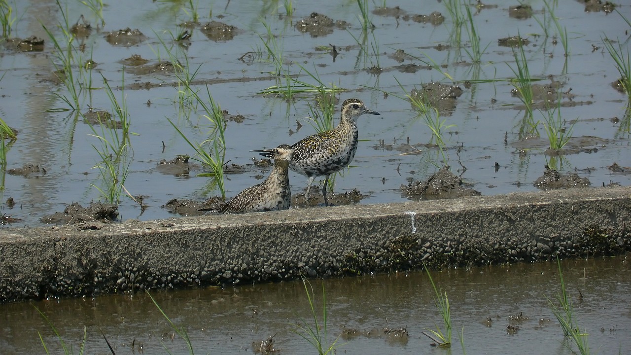 a0185081_169114.jpg