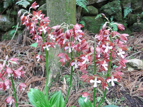 f0187402_2014311.jpg