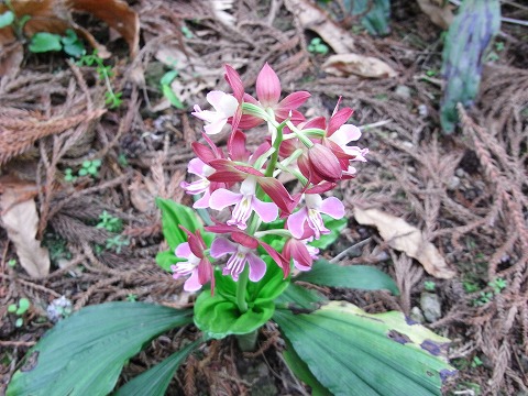 f0187402_2015181.jpg