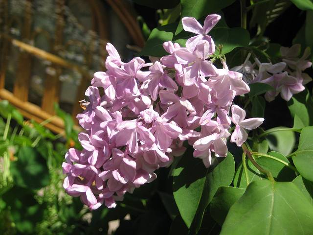 a0188405_20524690.jpg