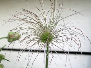 c0190010_21201676.jpg