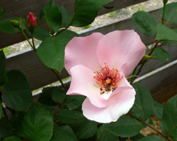 f0060424_12171983.jpg