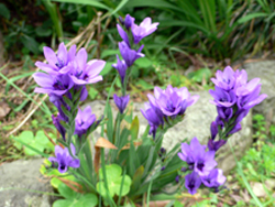 f0060424_1226125.jpg