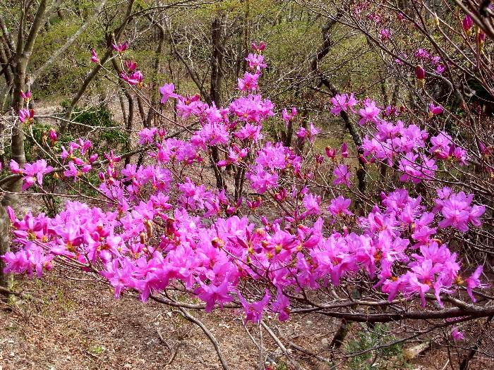 f0103126_6513630.jpg