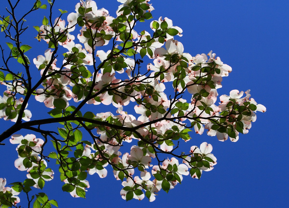 c0104227_775724.jpg
