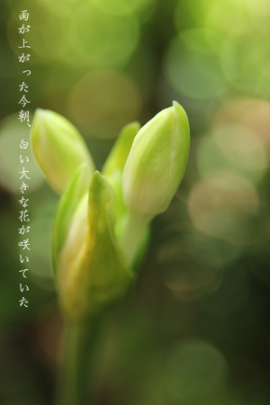 d0042827_20273310.jpg