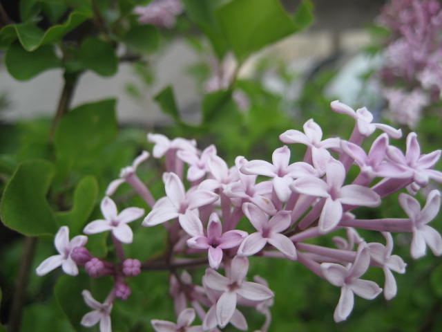 b0166435_0452939.jpg