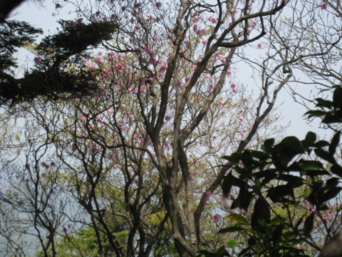 c0077338_71171.jpg