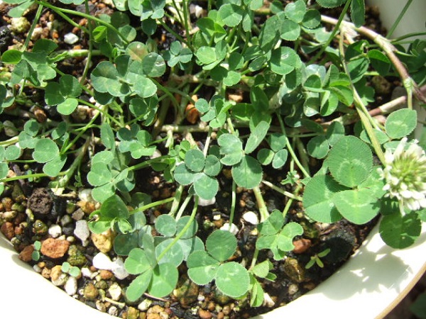 e0225164_452754.jpg