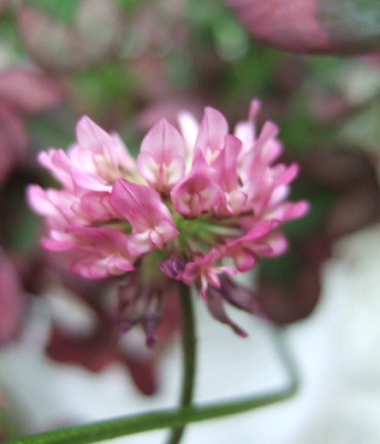 e0225164_47186.jpg