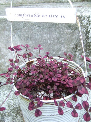 e0225164_475767.jpg