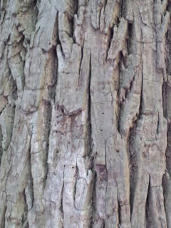 b0178466_14582693.jpg