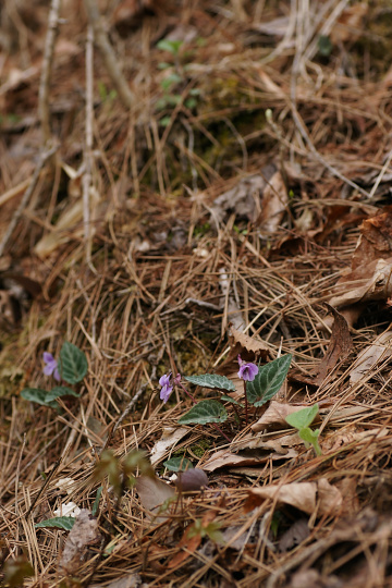 e0054067_2114865.jpg