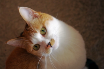 f0054677_5125212.jpg