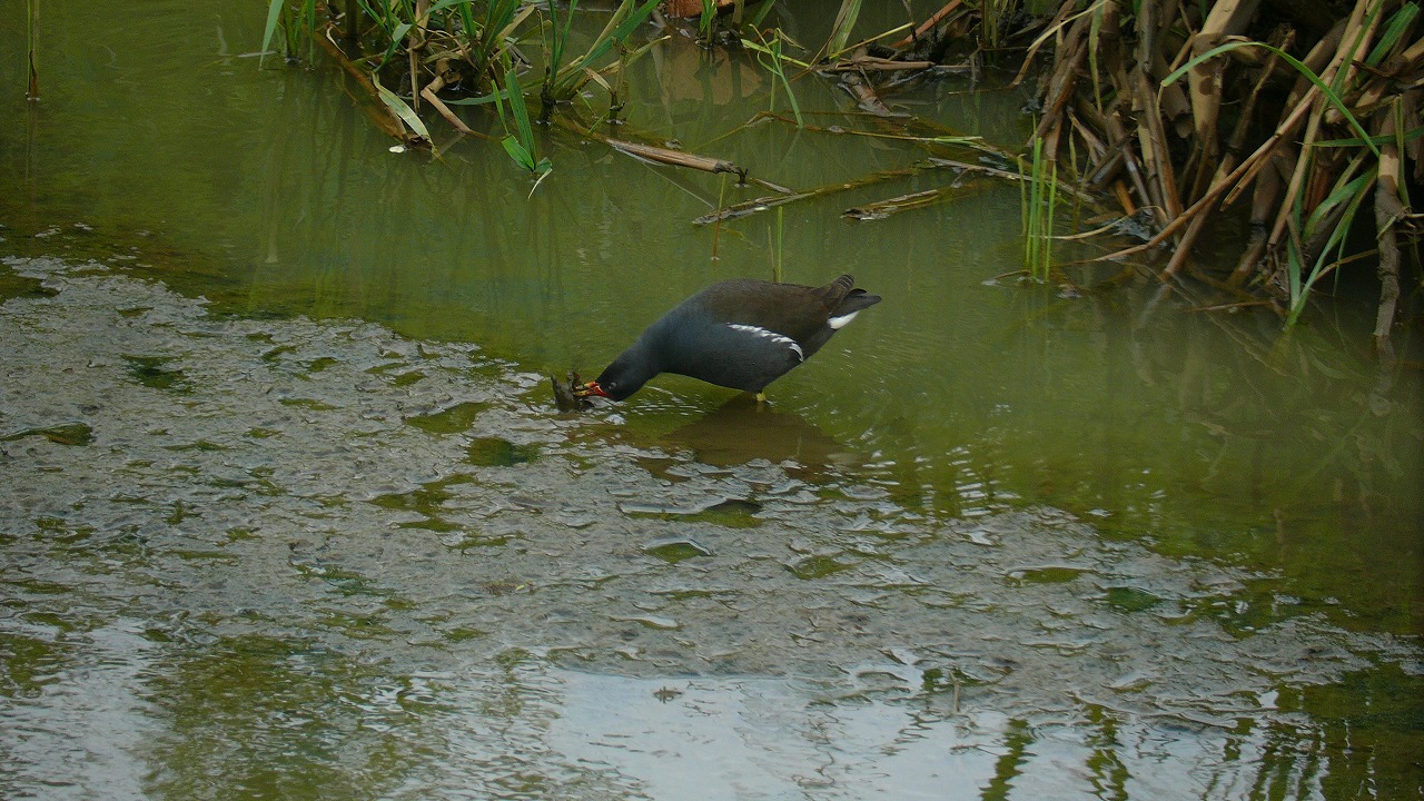 a0185081_15582634.jpg