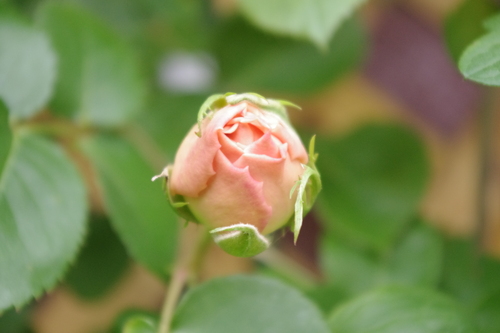 c0147909_1241057.jpg