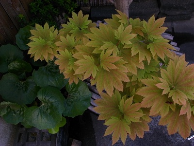 e0145711_12981.jpg