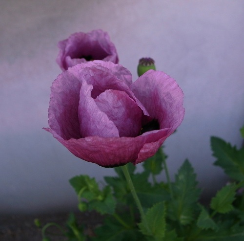 e0145711_1321175.jpg