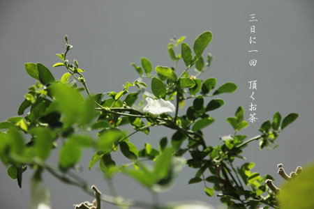 d0042827_236313.jpg