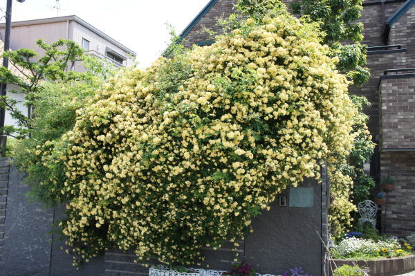 e0134032_2126236.jpg