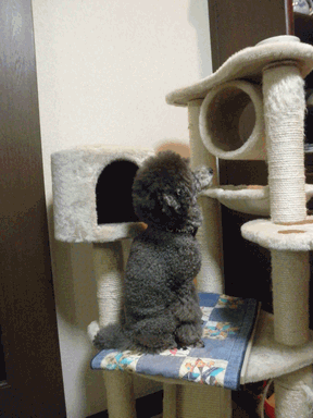 c0136736_9341684.gif