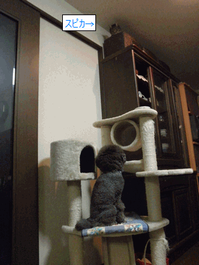 c0136736_9352576.gif