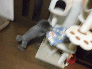c0136736_9362865.gif