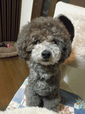 c0136736_9381344.gif