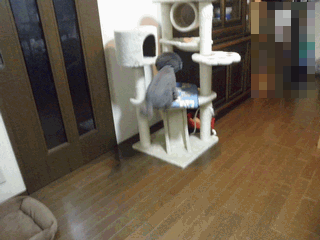 c0136736_9423742.gif